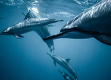 队友称赞杨瀚森：出色的传球手&amp;篮下脚步出色 和他配合很顺畅